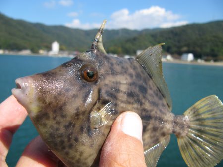 なかなか渋い日になりました。